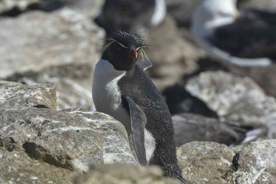 Pingüino Rockhopper - islas Falkland o Malvinas 04